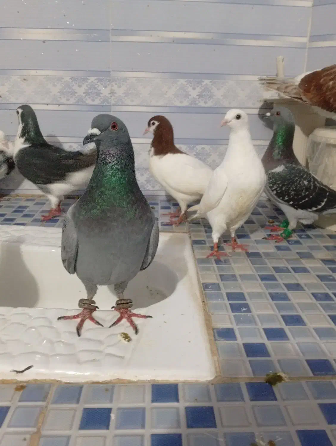 کفتر|پرنده|تربت‌حیدریه, حاجی یار‎|دیوار