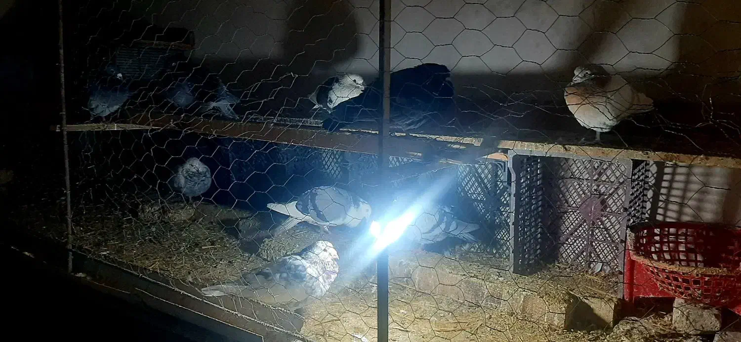 کفتر کبوتر|پرنده|بومهن, |دیوار