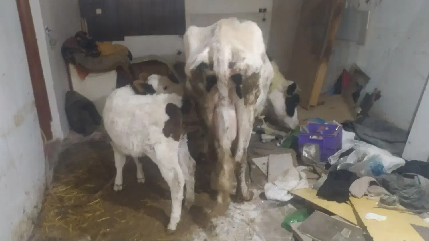 گاو گوساله|حیوانات مزرعه|گنبد کاووس, |دیوار