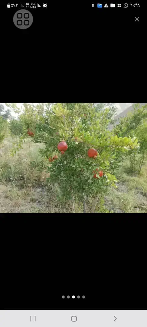باغ انار ۱۴۶۰ متر مربع واقع در چهارطاق.|فروش دفتر صنعتی، کشاورزی، تجاری|کهن آباد, |دیوار
