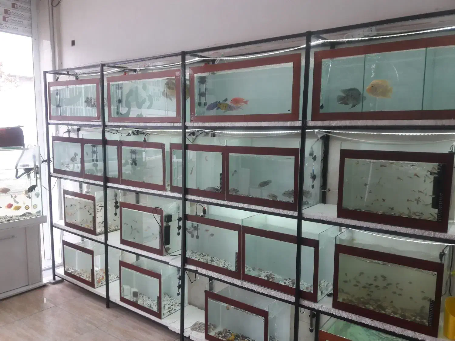 دنیای زیر اب|ماهی|خرمدره, |دیوار