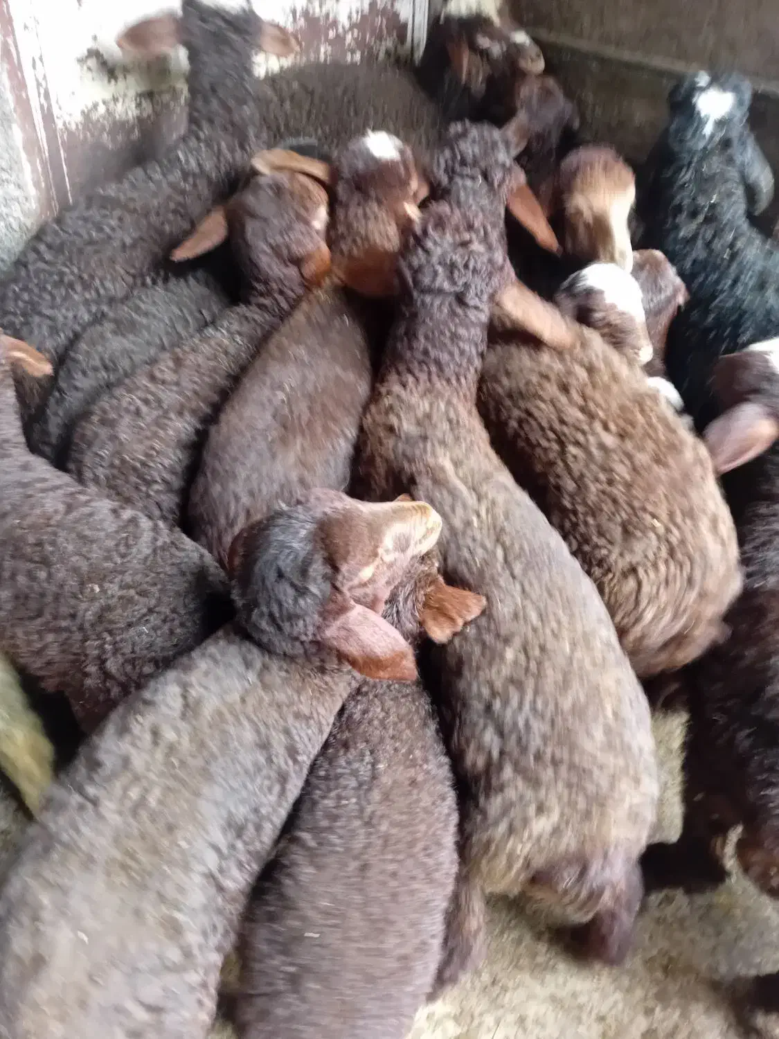 43راس گوسفند میش با بره|حیوانات مزرعه|کلیائی, |دیوار