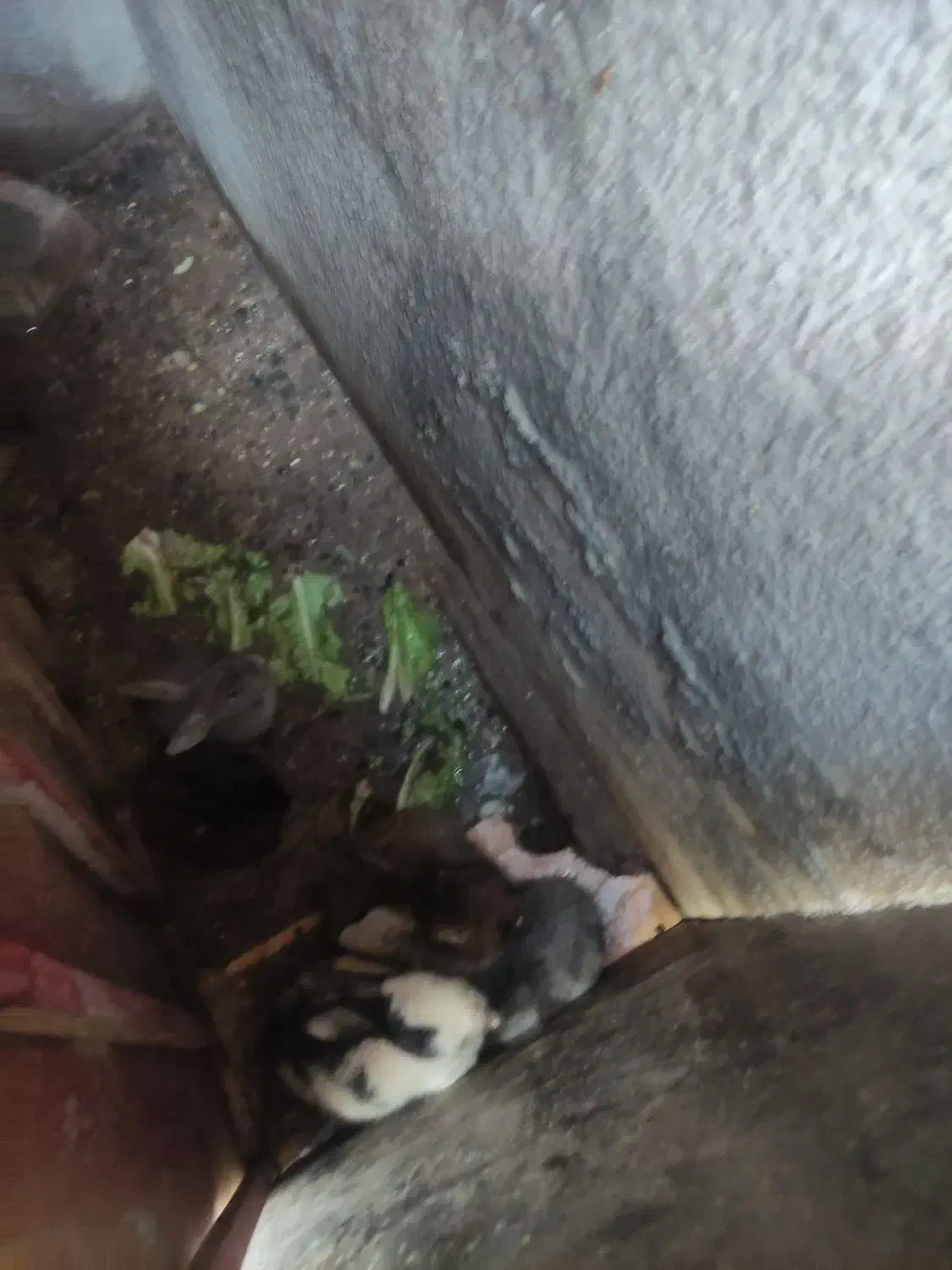 خرگوش|موش و خرگوش|کرمانشاه, |دیوار