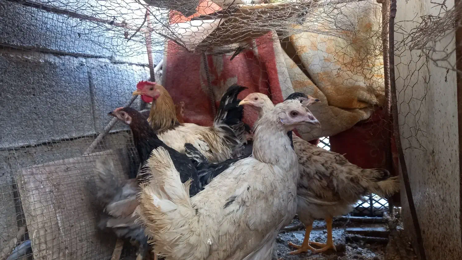 مرغ محلی|حیوانات مزرعه|کازرون, |دیوار