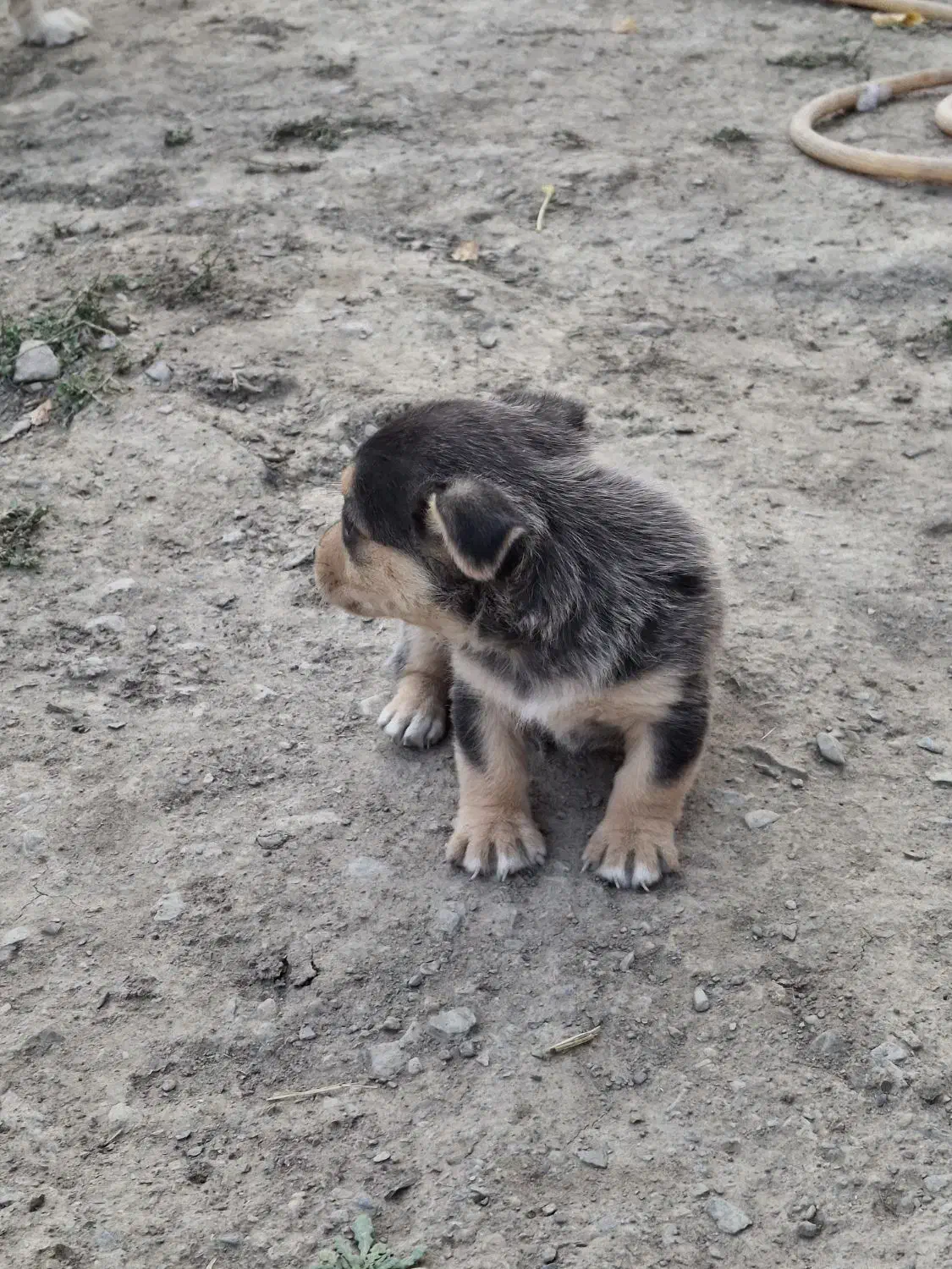 پاکوتاه|سگ|ملایر, |دیوار