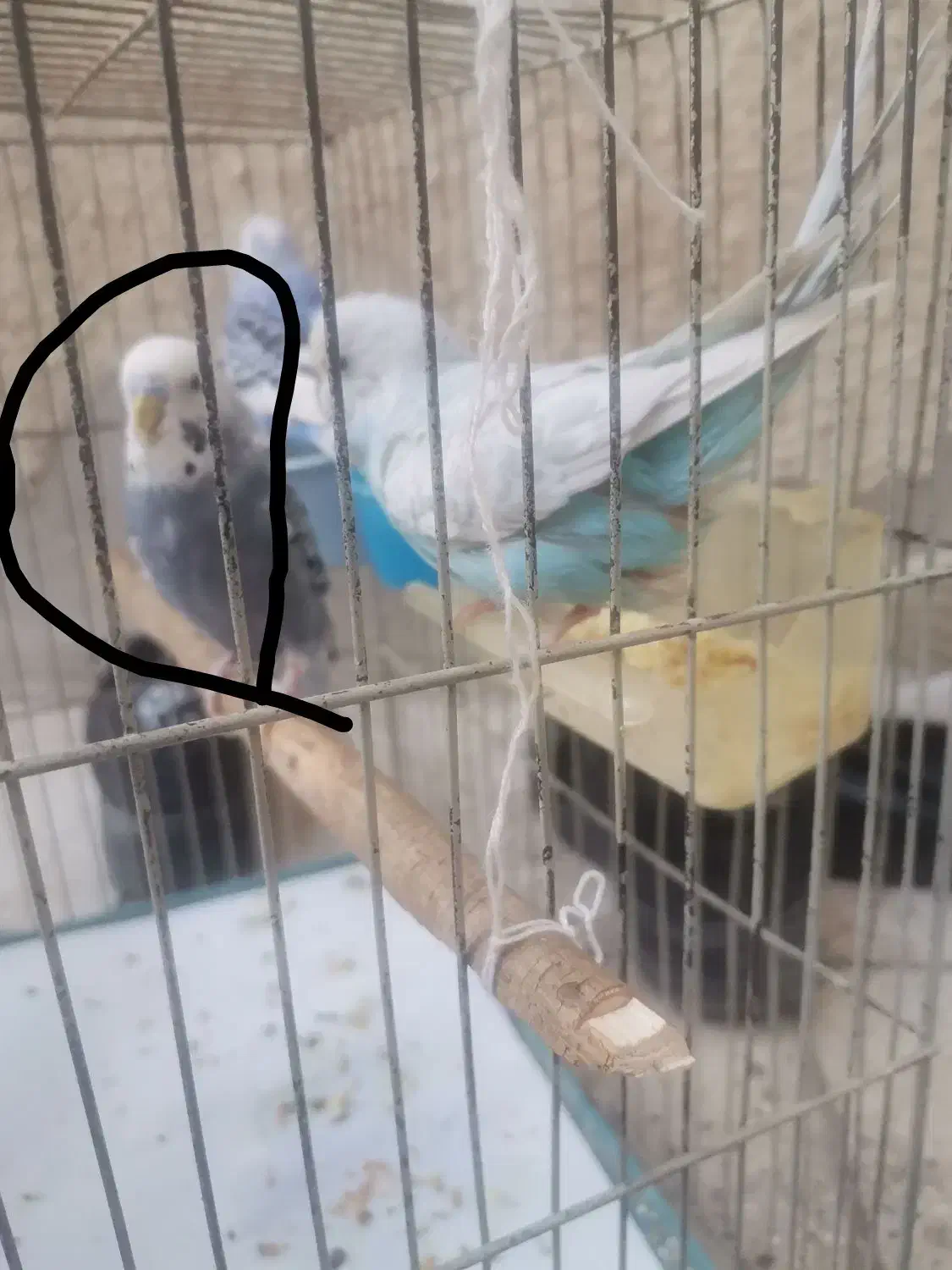 مرغ عشق نر گم شده|پرنده|کهریزک, |دیوار