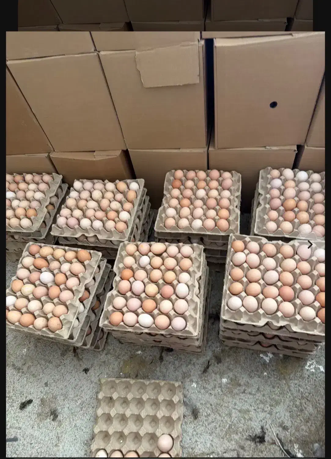 فروش تخم مرغ گلپایگان|خوردنی و آشامیدنی|گلپایگان, |دیوار