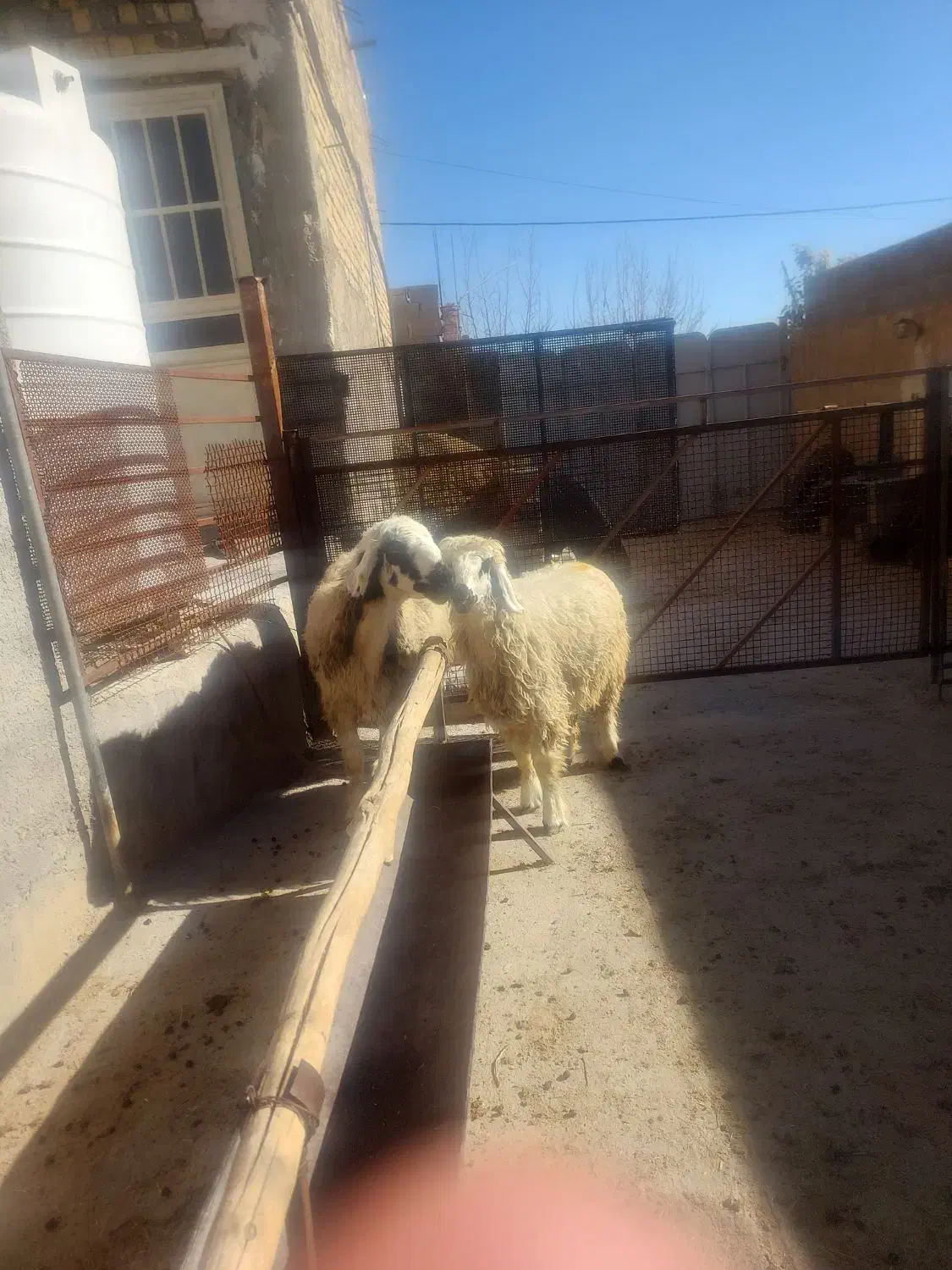 میش بره دار درجه یک|حیوانات مزرعه|مرودشت, نقش رستم|دیوار