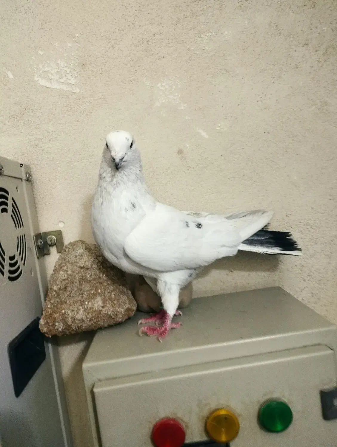 کفتر پرشی گرفتنی|پرنده|تهران, بهمن یار|دیوار