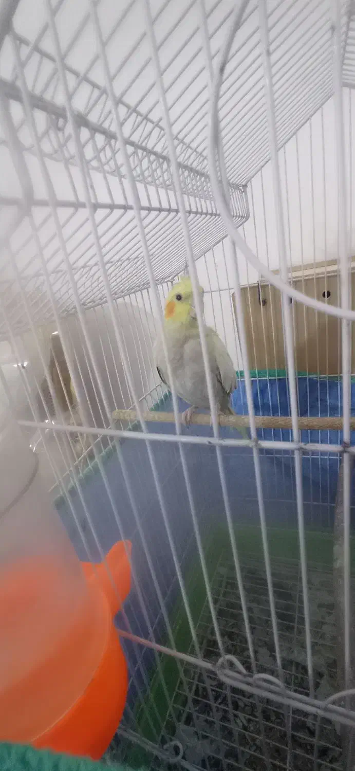 عروس هلندی ماده تخم گذار|پرنده|شوشتر, |دیوار