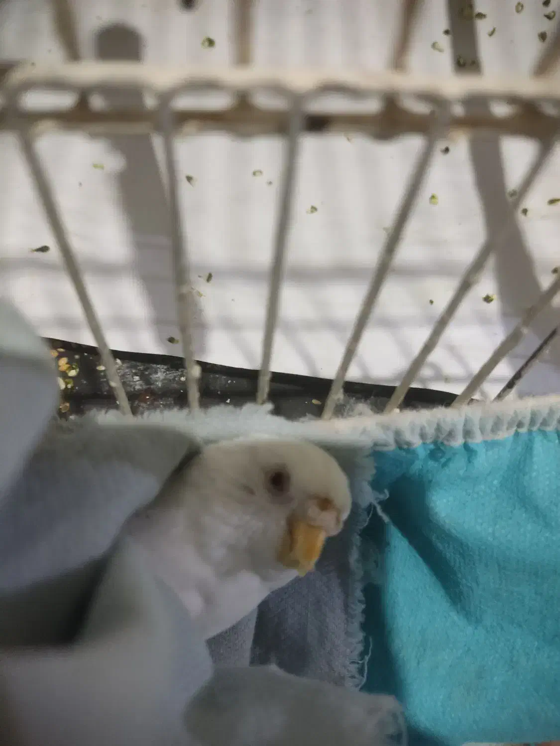 مرغ عشق ماده آلبینو کمیاب|پرنده|بیدشهر, |دیوار