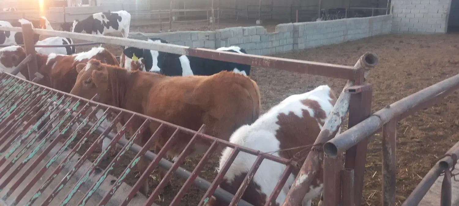 فروش تعدادی گوساله نر و ماده سیمینتال|حیوانات مزرعه|بسطام, |دیوار