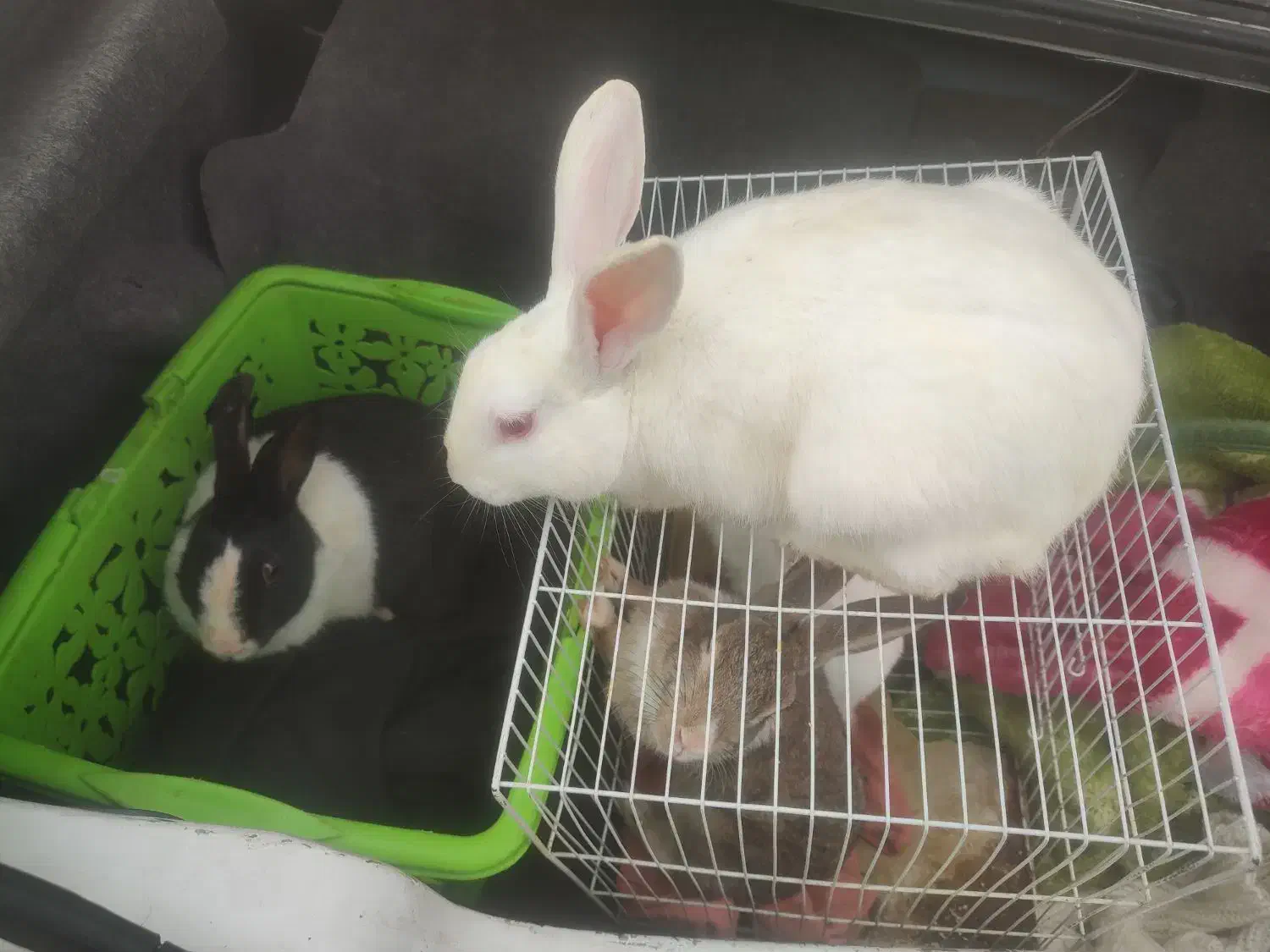 خرگوش|موش و خرگوش|بیرجند, |دیوار