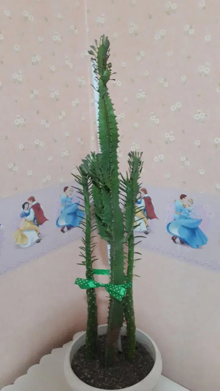 افوربیا دیفن زیپلین|حراج|تبریز, |دیوار