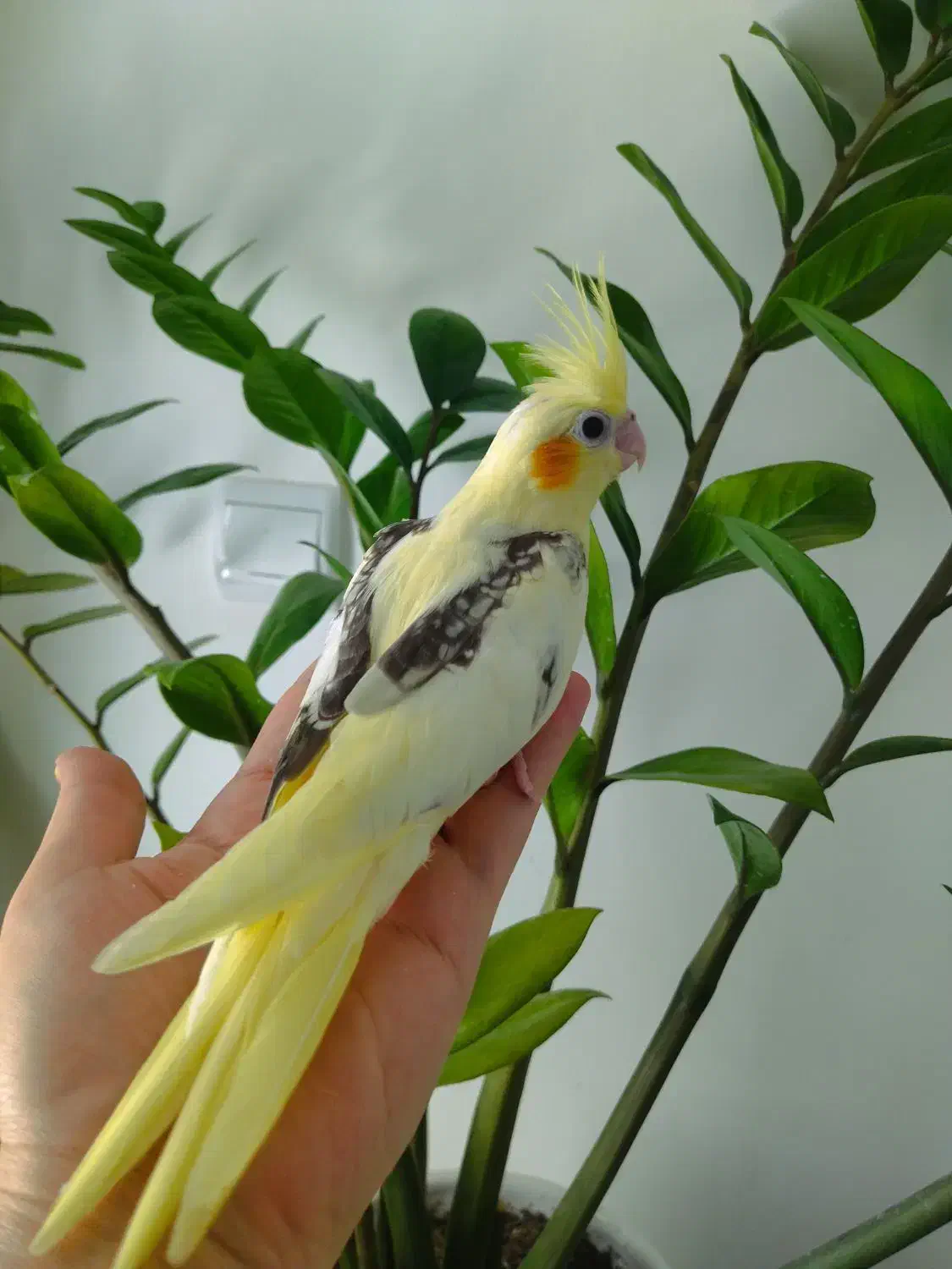 عروس هلندی|پرنده|جم, |دیوار