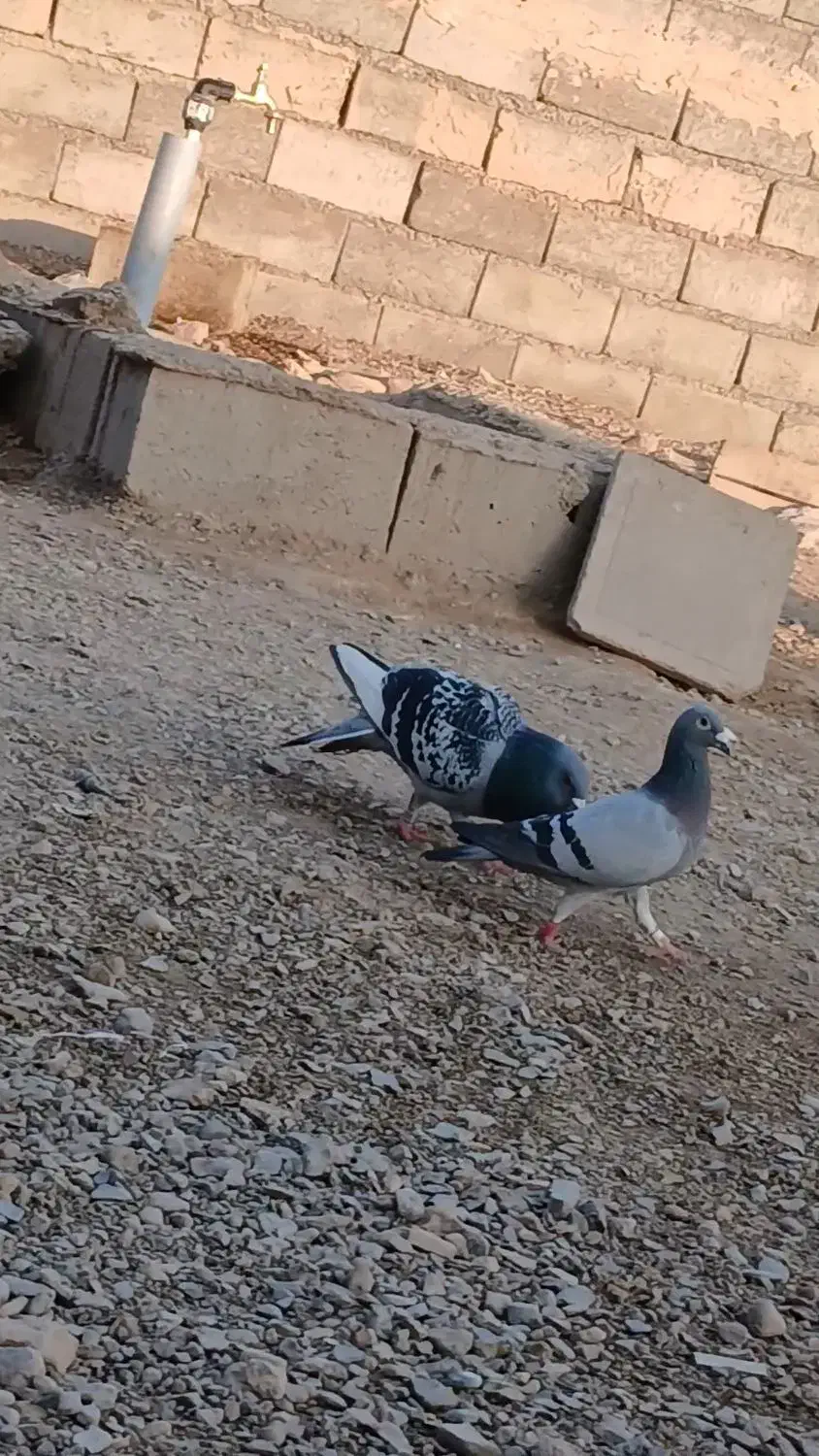 سلام یک ماده زابلی گرفته شوده از پارسال و ثب هست|پرنده|نهبندان, |دیوار