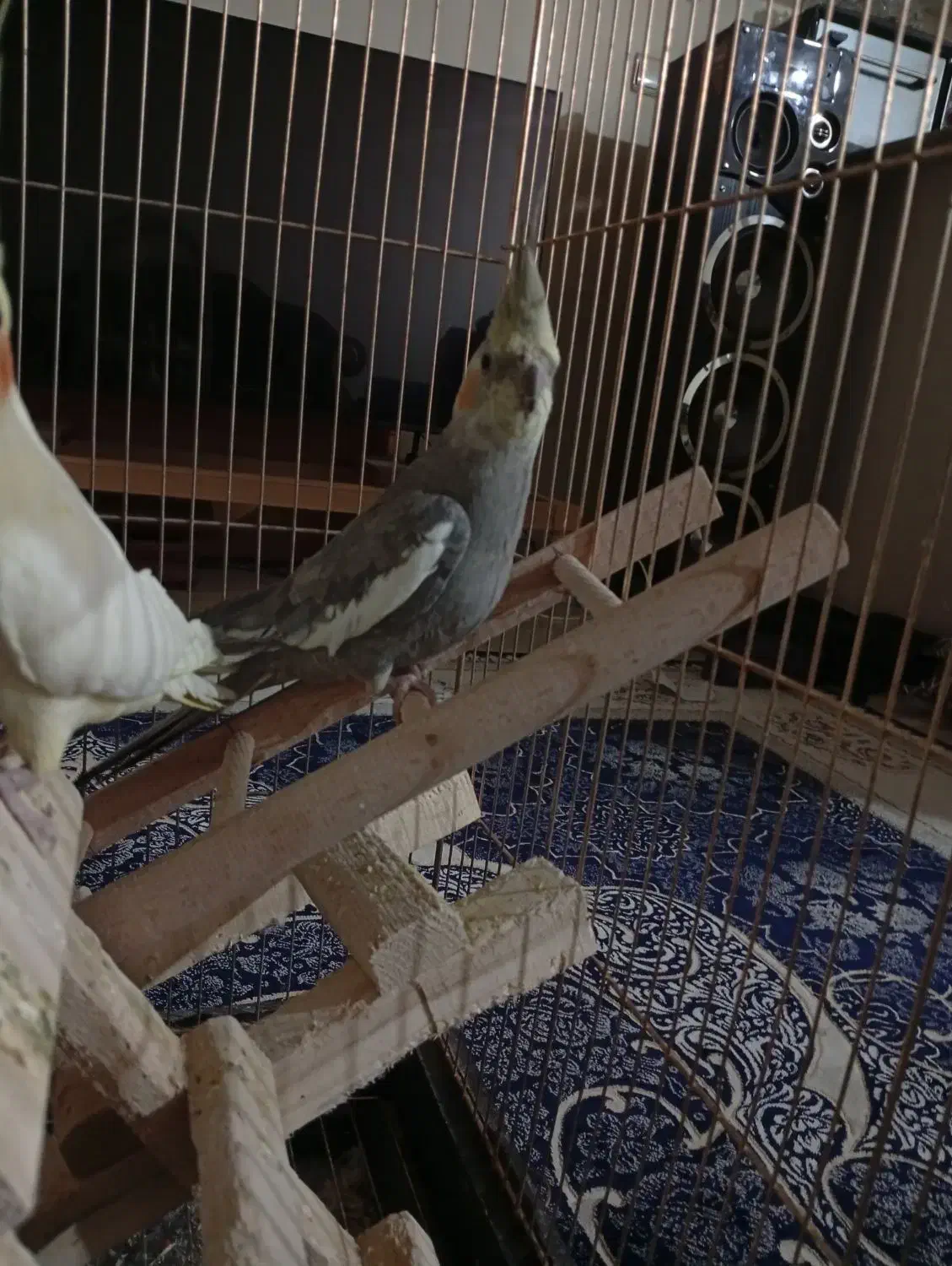 عروس هلندی|پرنده|بومهن, |دیوار