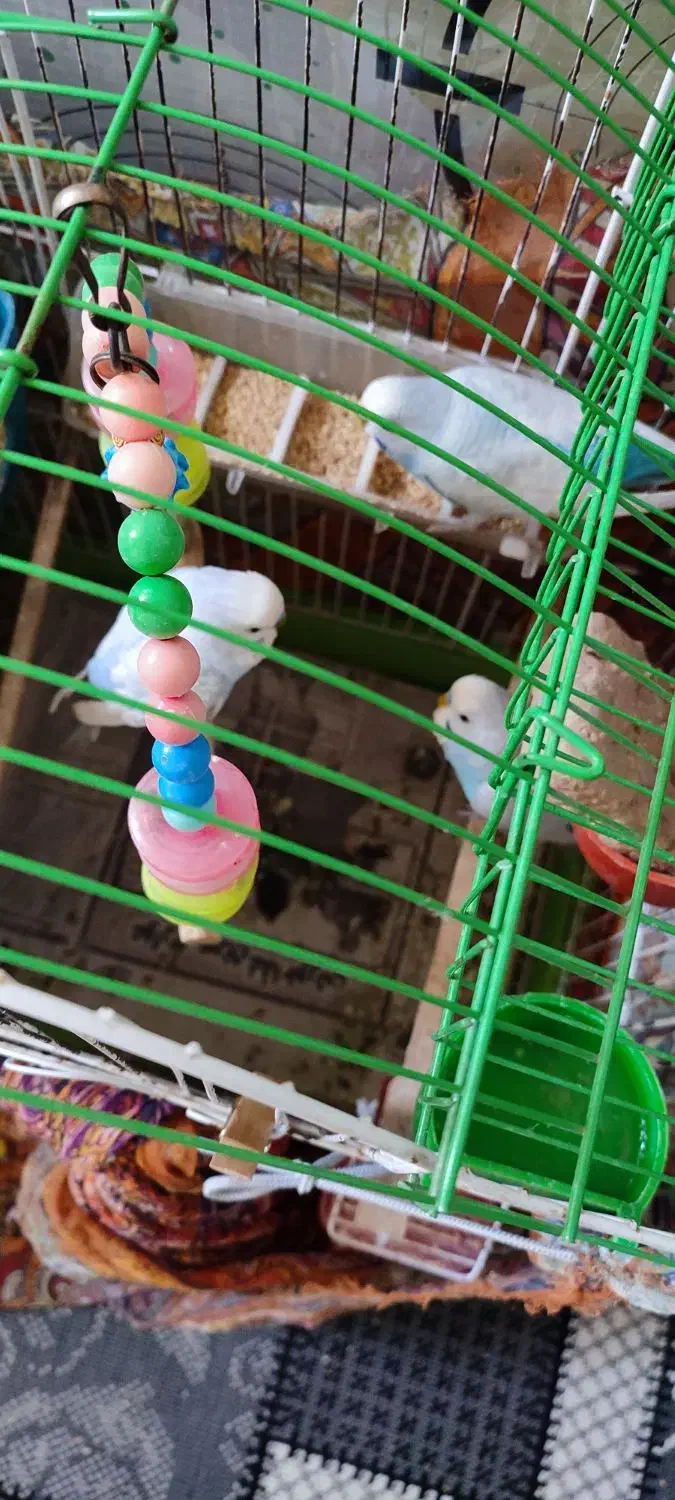 مرغ عشق|پرنده|کرج, شهرک فهمیده|دیوار