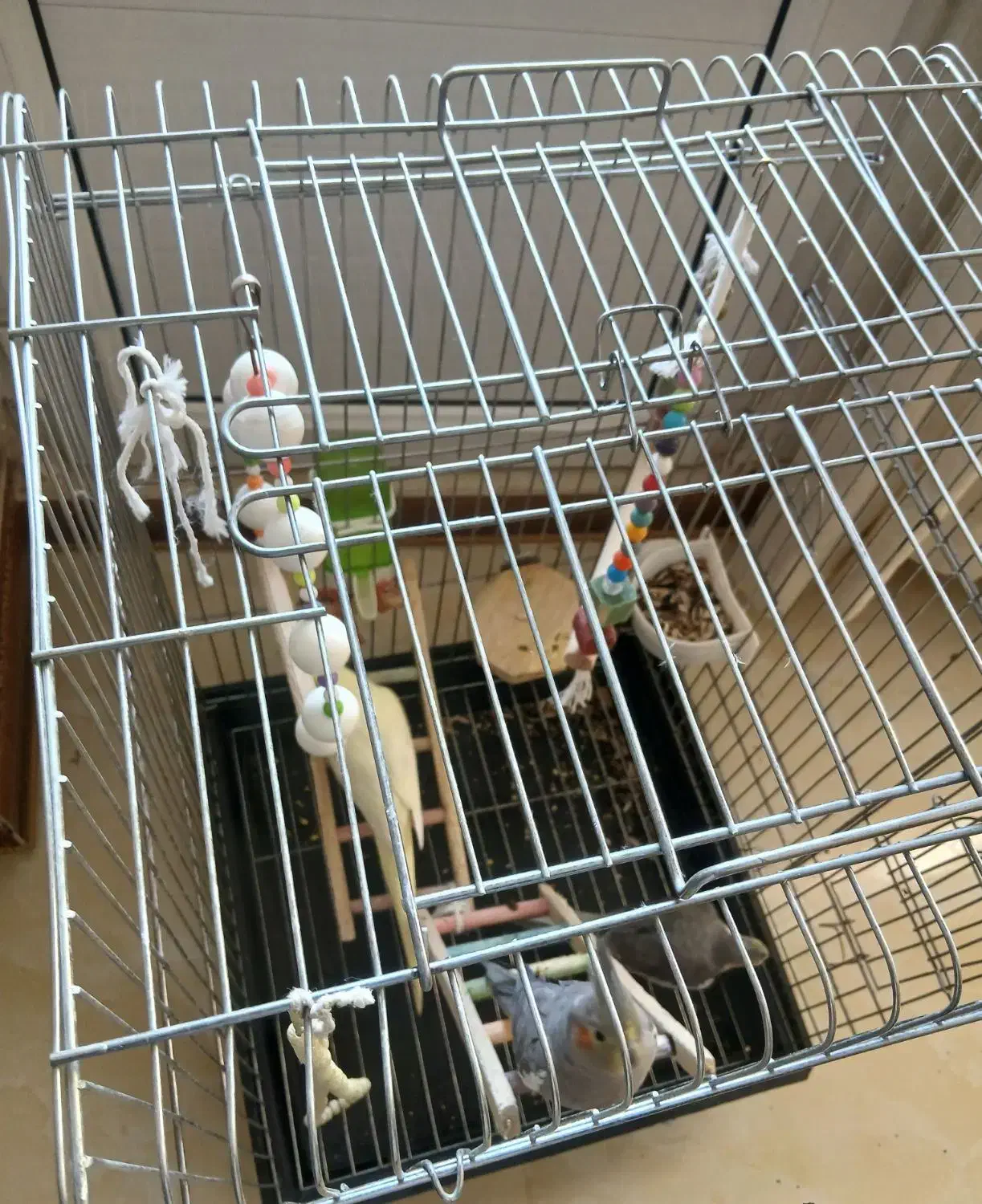 عروس هلندی|پرنده|گرمدره, |دیوار