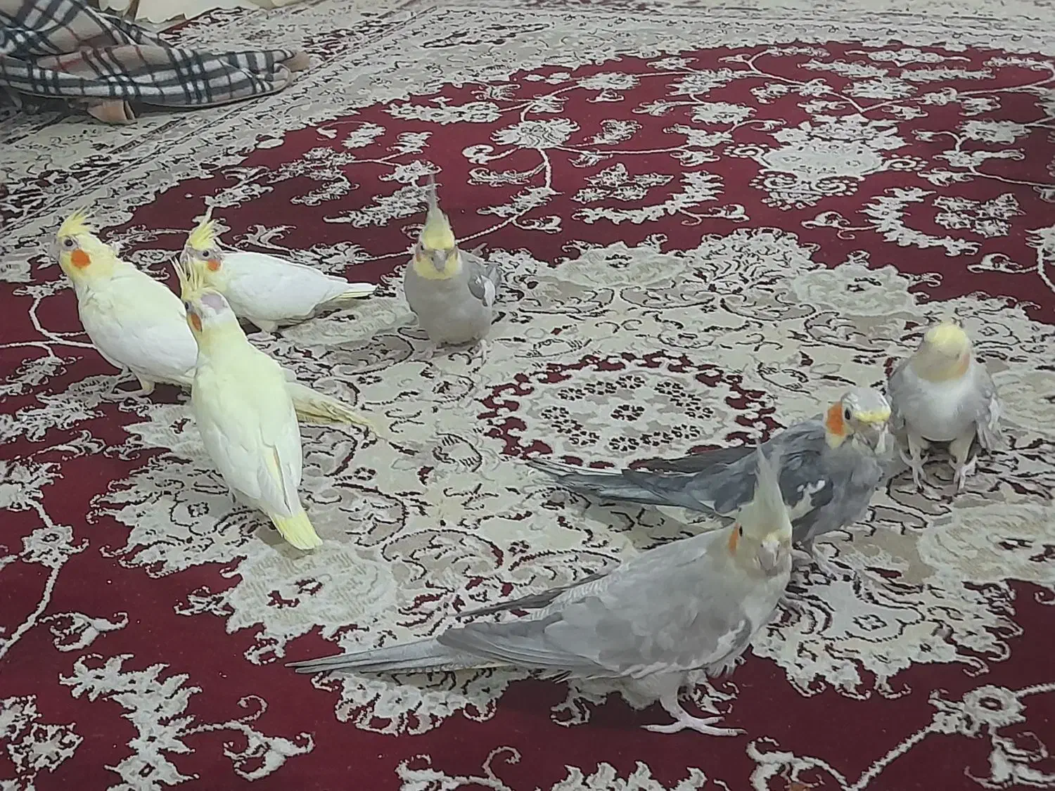 دو جفت عروس هلندی  + دو عروس هلندی ۳ ماهه|پرنده|رشت, دیلمان|دیوار