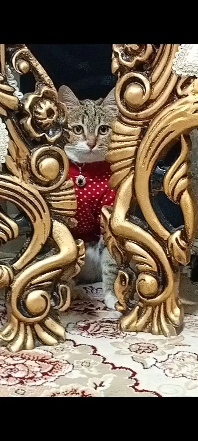 گربه گمشده|حیوانات|گلبهار, شهر جدید گلبهار|دیوار