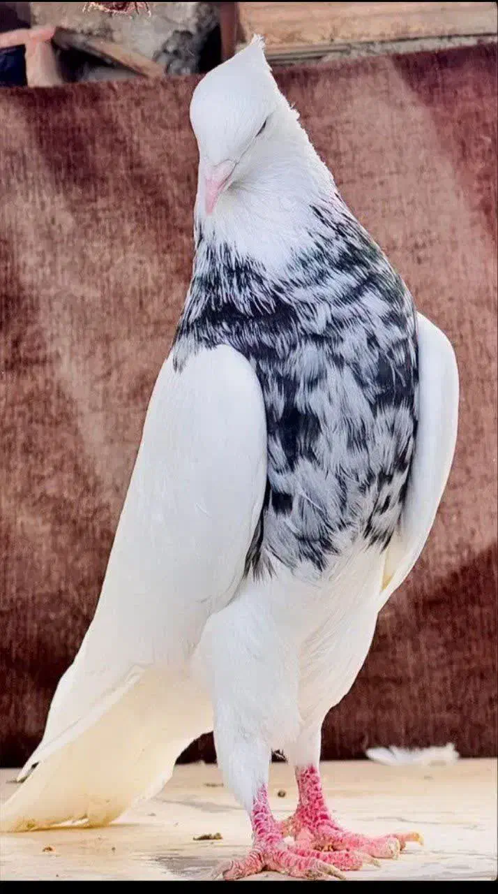 طوقی نر|پرنده|اردکان, |دیوار