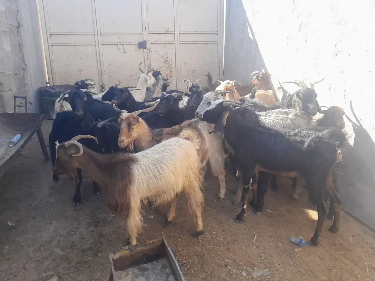 ۲۲تابز جوان ابستن دونه ۶۲۰۰ملیون|حیوانات مزرعه|خشت, |دیوار