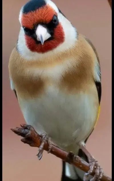 سهره رسمی|پرنده|گرگان, |دیوار