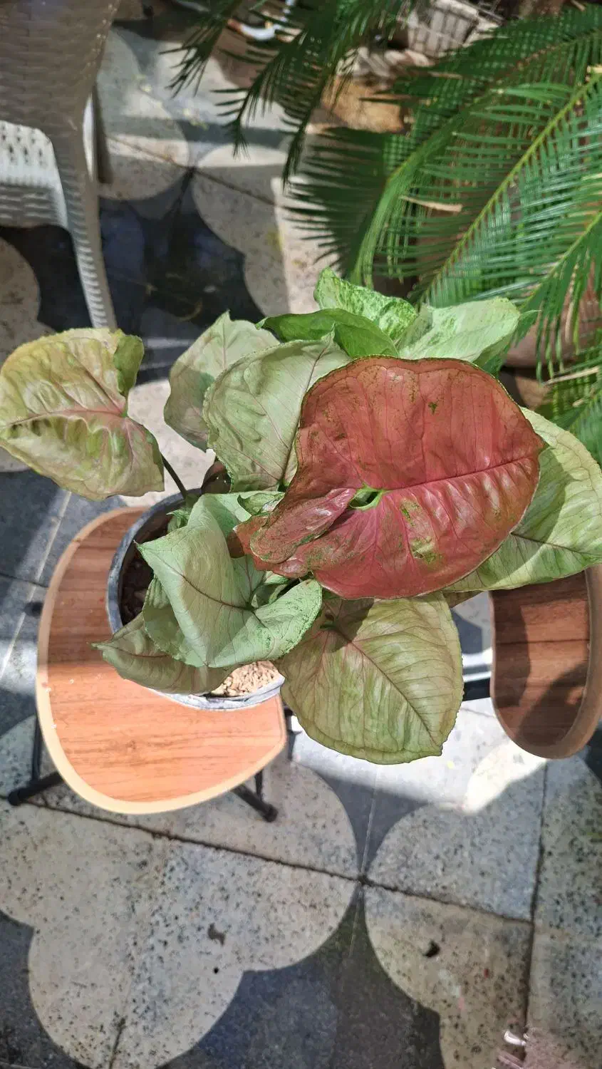 بابا آدم بلک|گل و گیاه طبیعی|شیراز, شیخ روزبهان|دیوار