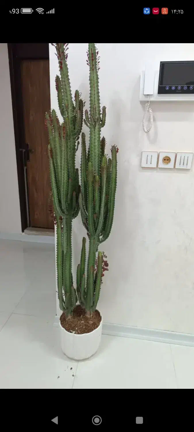 افروبیا|گل و گیاه طبیعی|دورود, |دیوار