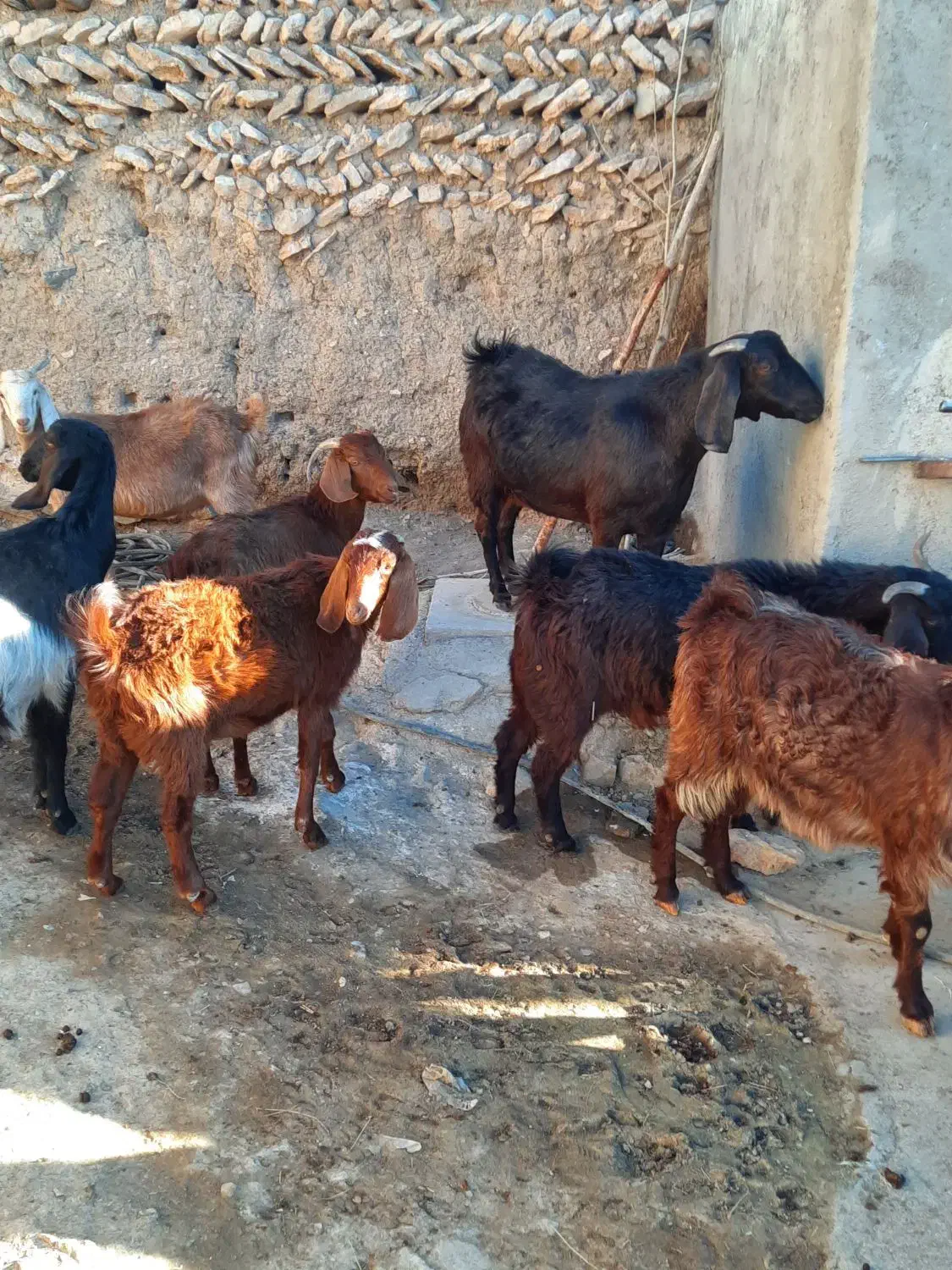 بز آبستن جوان|حیوانات مزرعه|ایجرود, |دیوار