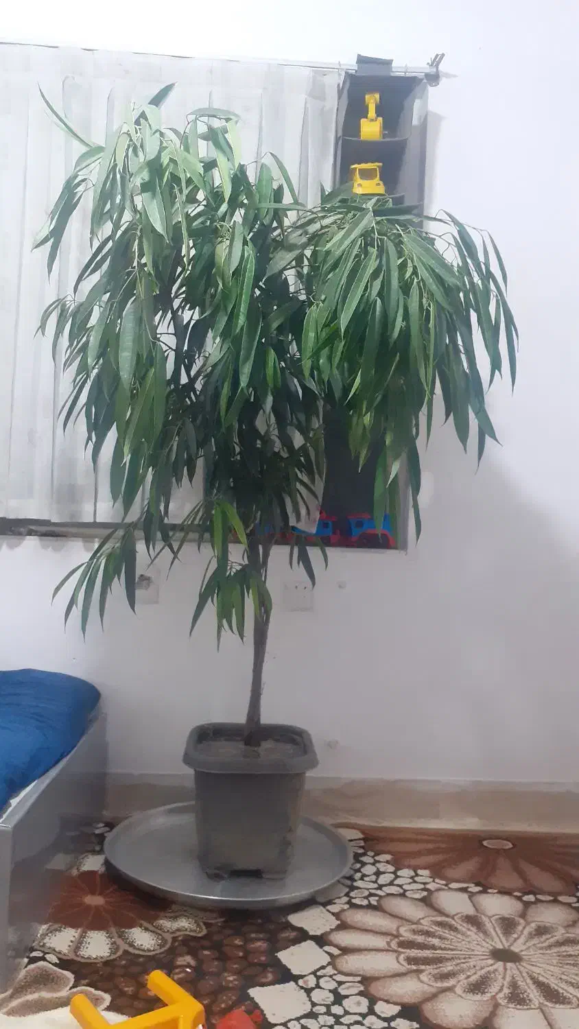 گل آمستر بزرگ|گل و گیاه طبیعی|بیرجند, |دیوار