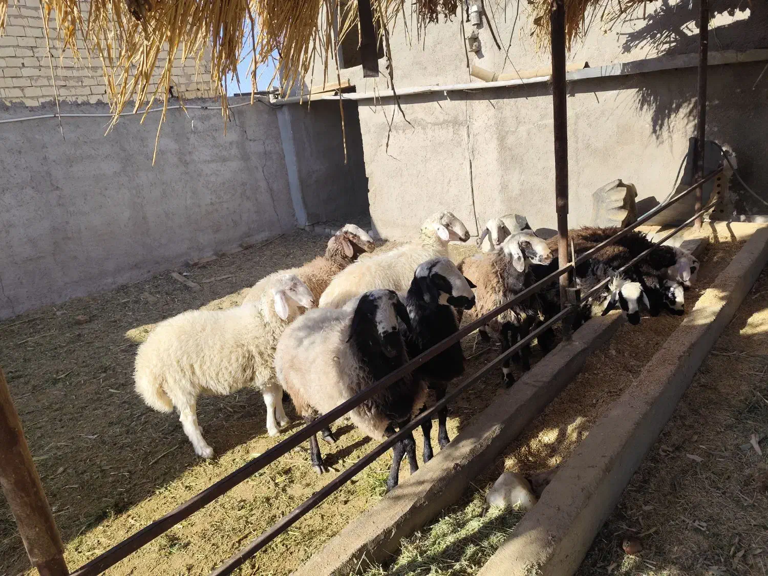 بره نر شال|حیوانات مزرعه|کویرات, |دیوار