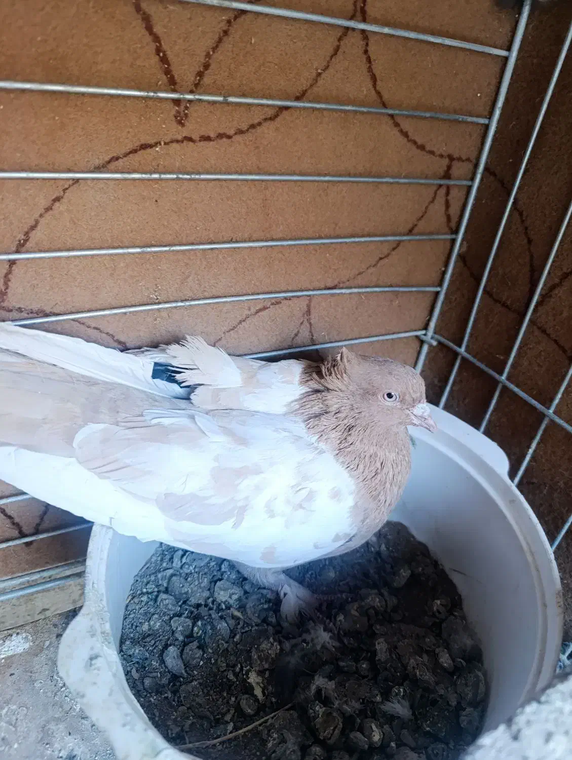 نر سینه زرد|پرنده|مبارکه, |دیوار