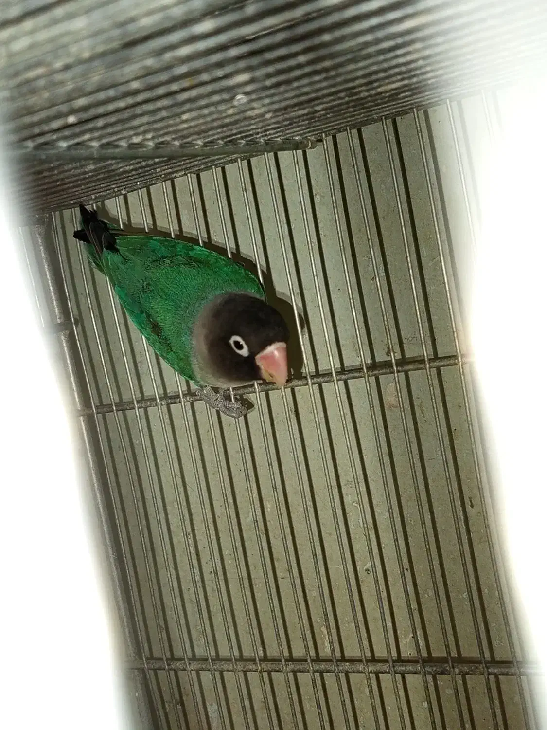 طوطی سالم و سرحال|پرنده|مهاباد (آذربایجان غربی), |دیوار