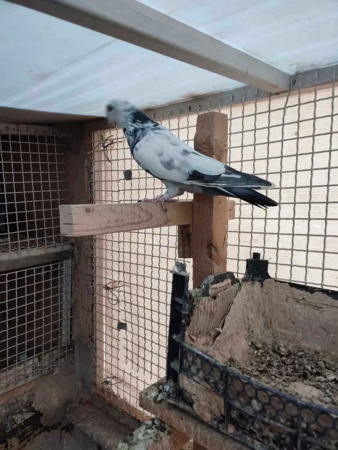 کبوتر تیدی و چاپی ماده|پرنده|شیراز, آبیاری|دیوار