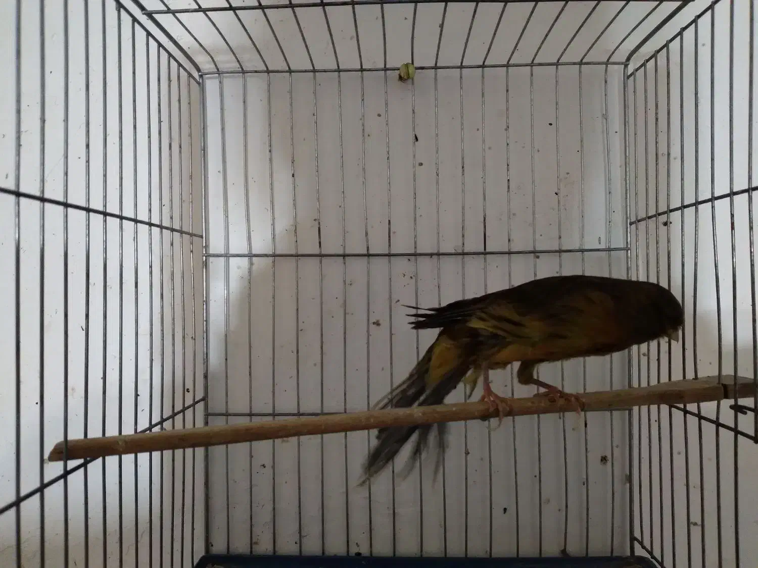 قناری ماده بلند|پرنده|همدان, |دیوار