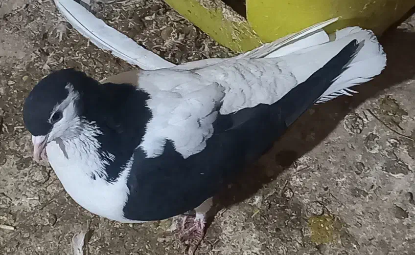 کفتر|پرنده|اسفراین, |دیوار