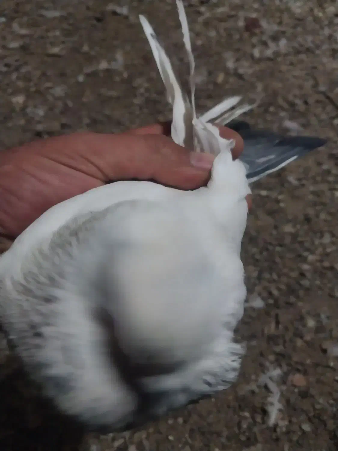 کبوتر|پرنده|قرچک, داوود آباد|دیوار