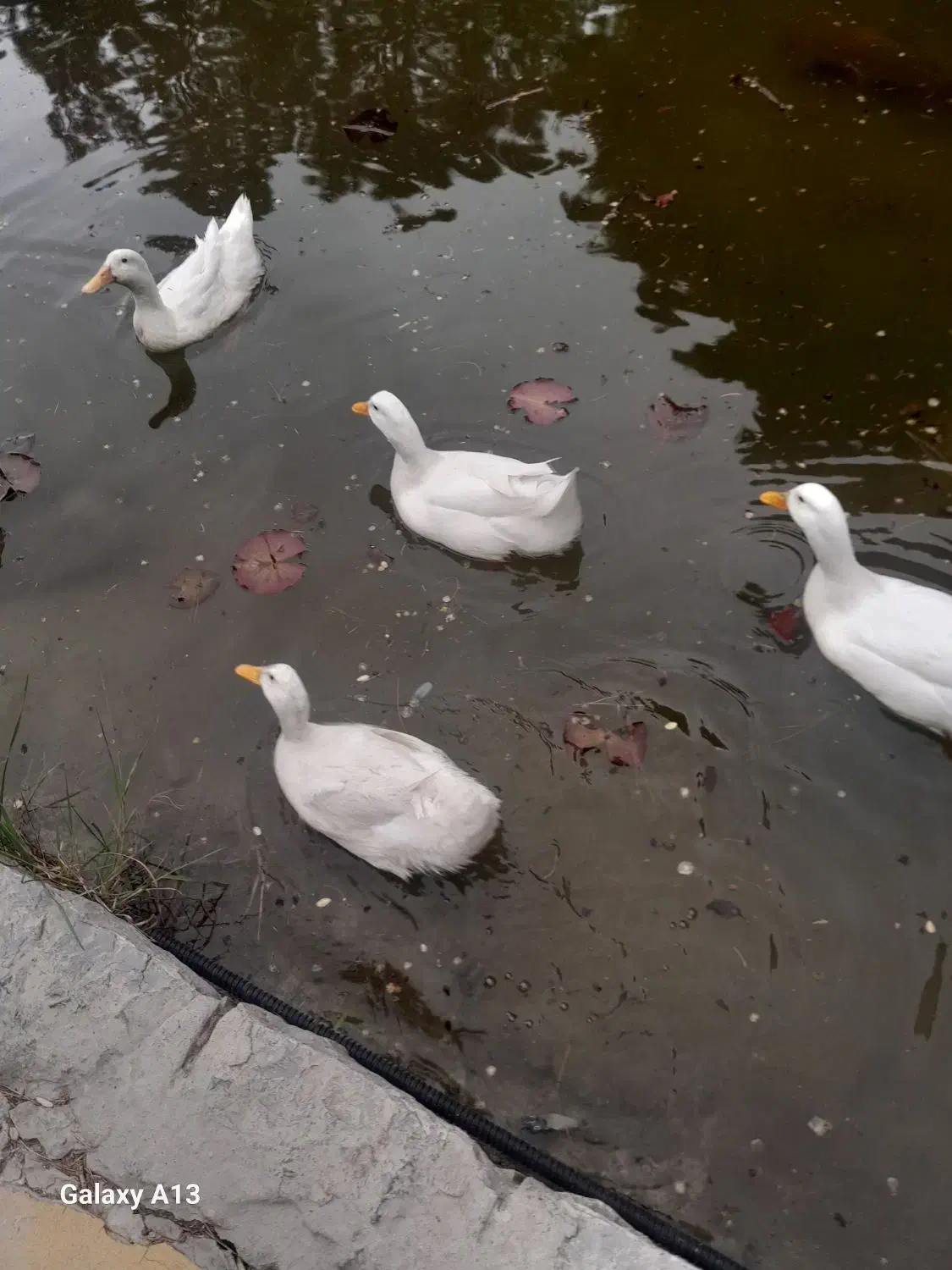 همخانه و درخواست کمک|اجارهٔ کوتاه‌مدت آپارتمان و سوئیت|اصفهان, ارغوانیه|دیوار