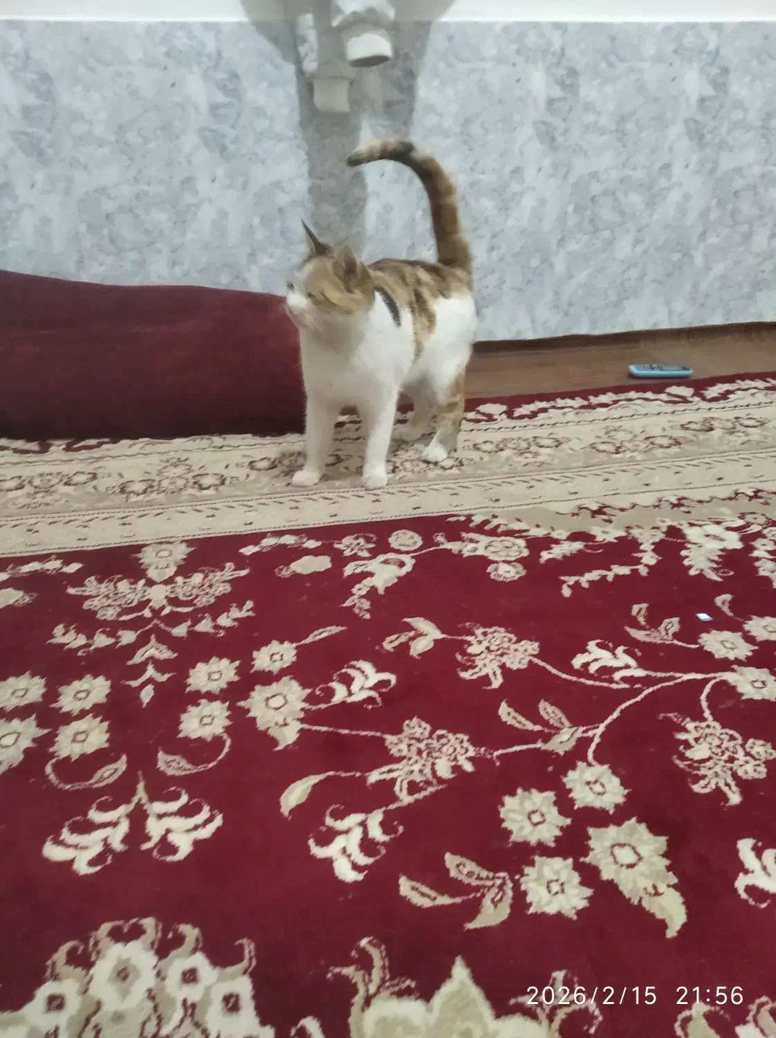 گربه|گربه|تایباد, |دیوار