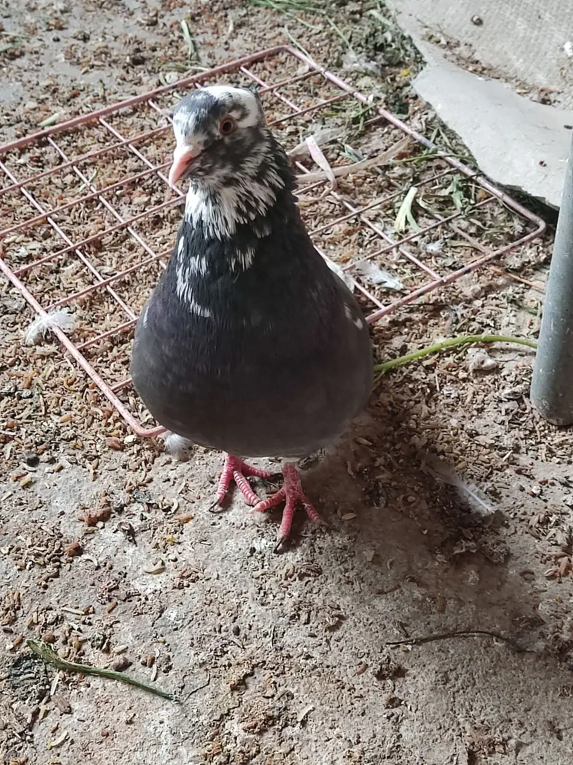 کبوتر|پرنده|برازجان, |دیوار