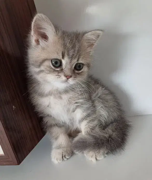 واگذاری گربه|گربه|داراب, |دیوار