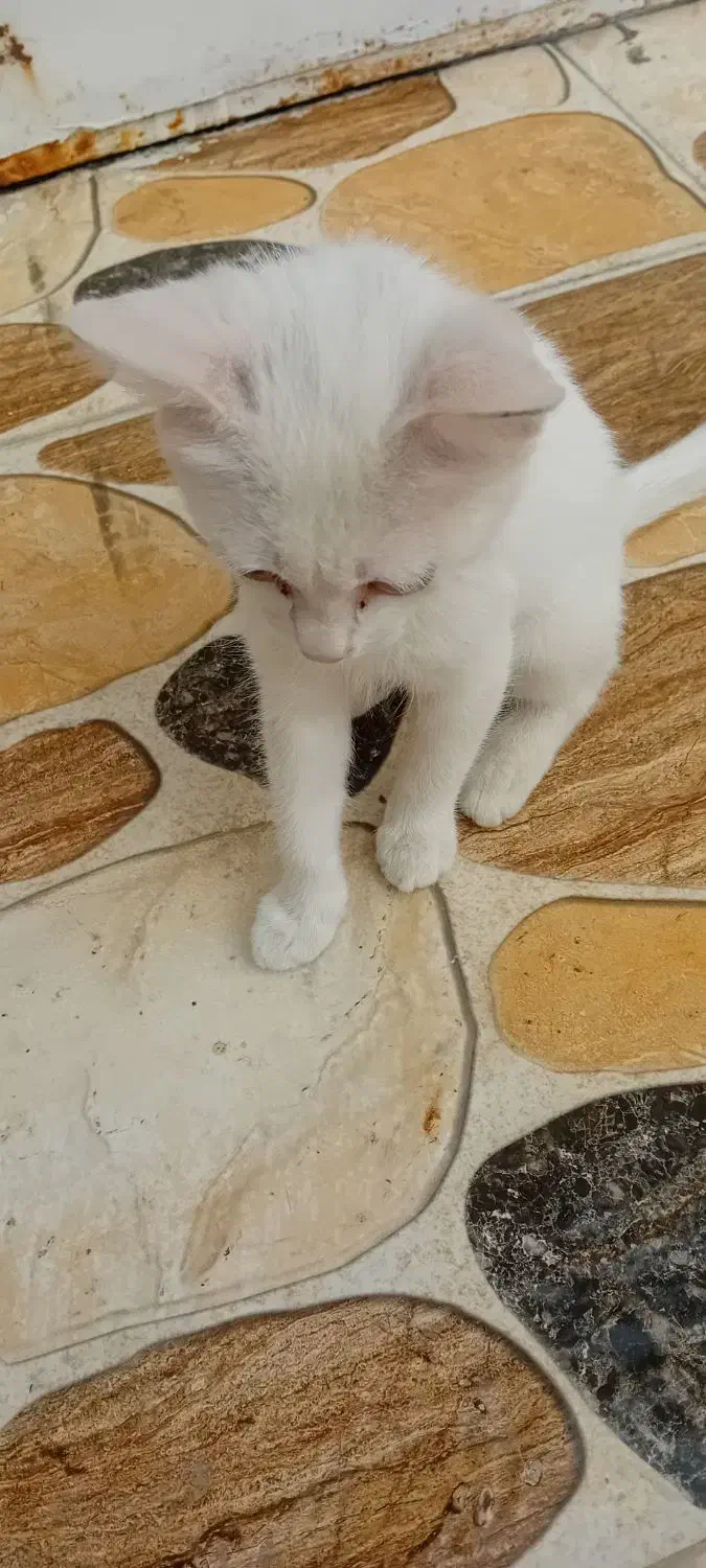 گربه|گربه|خرمشهر, |دیوار