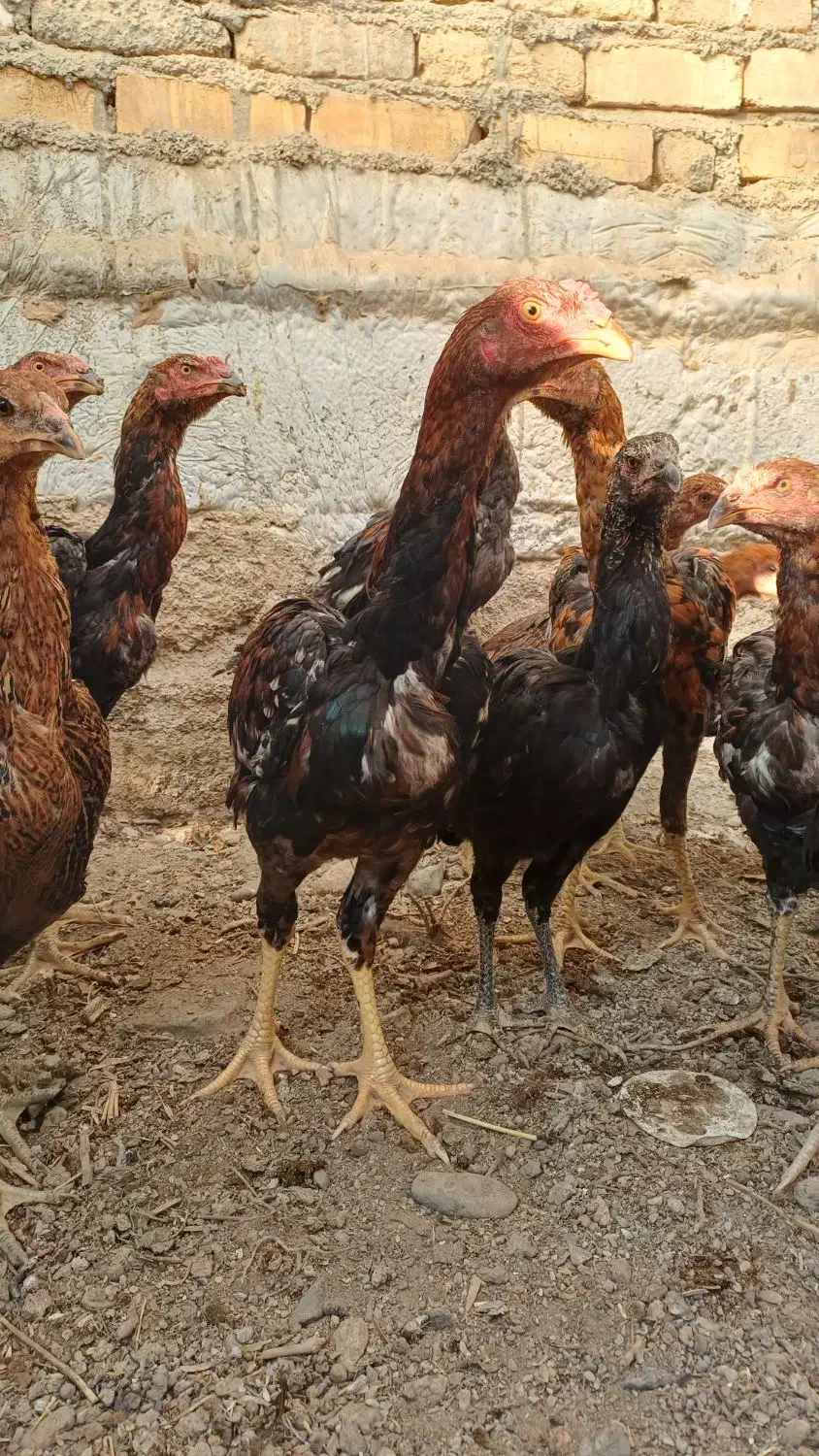 جوجه لاری|حیوانات مزرعه|پیشوا, |دیوار