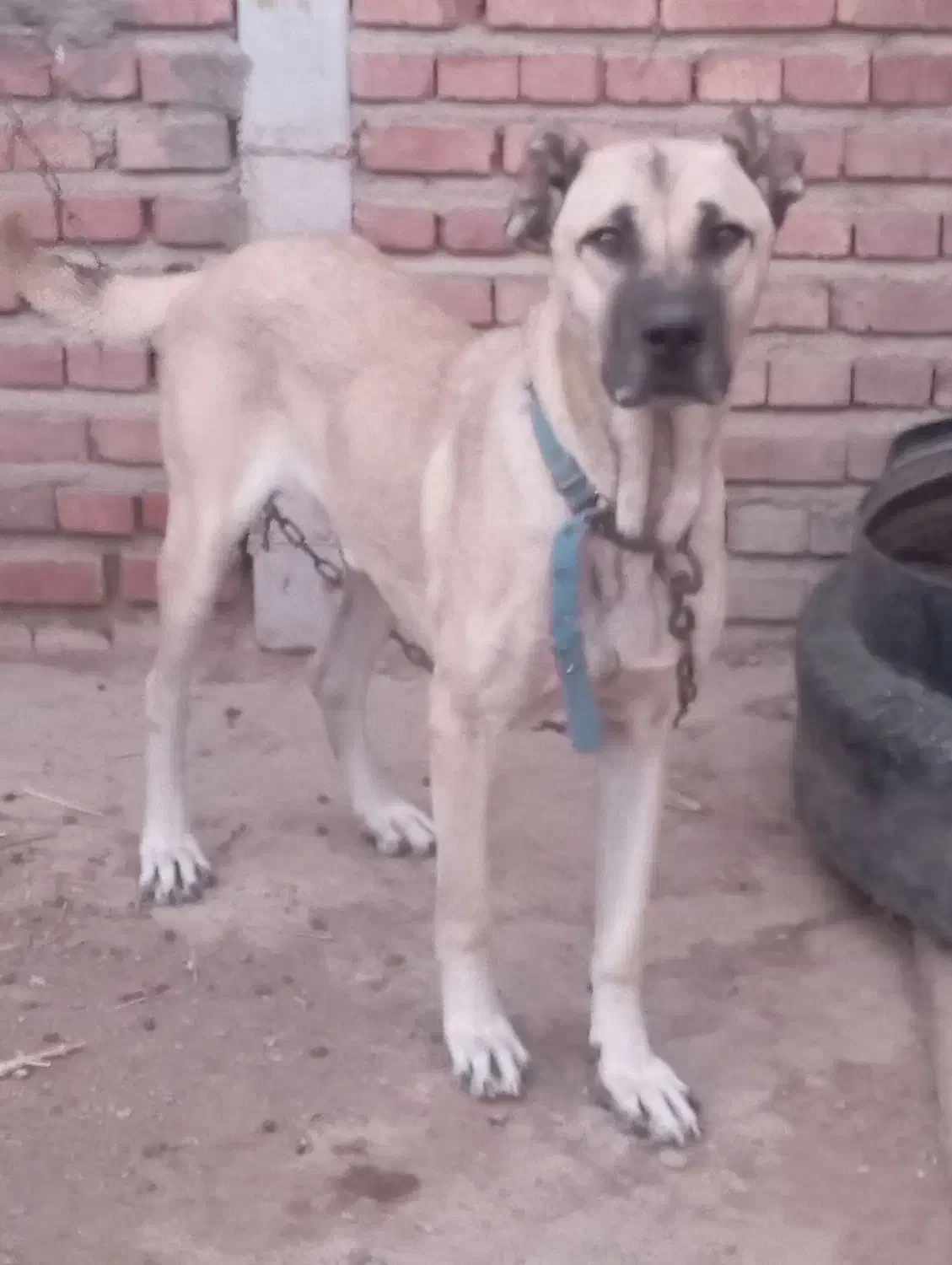 سگ نر گله ای و نگهبان|سگ|آذرشهر, |دیوار