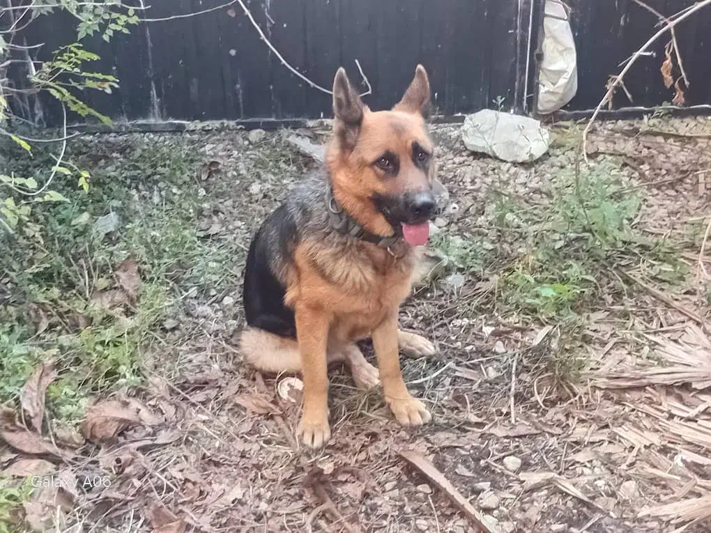 سگ ژرمن|سگ|نوشهر, |دیوار