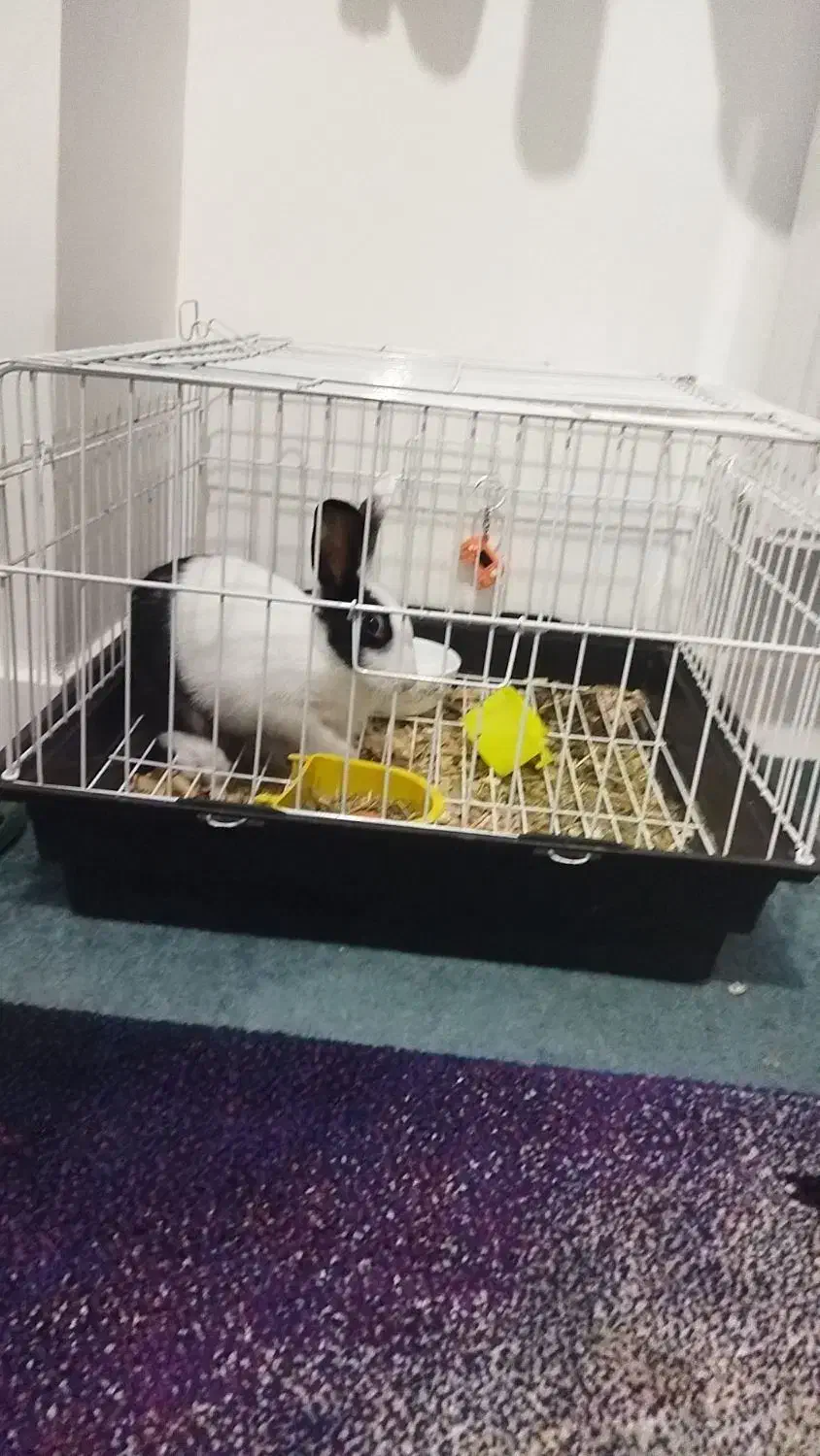 خرگوش|موش و خرگوش|گرگان, |دیوار