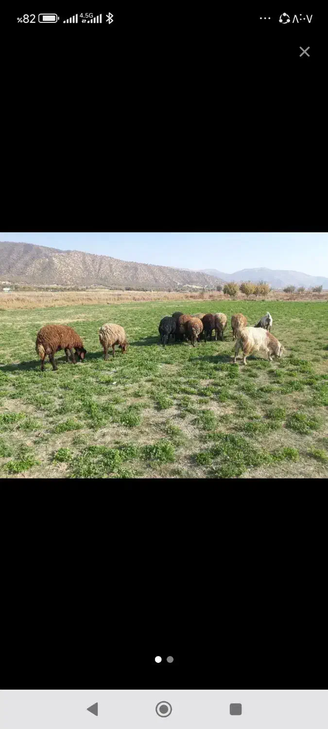 بز داشتی|حیوانات مزرعه|مریوان, |دیوار