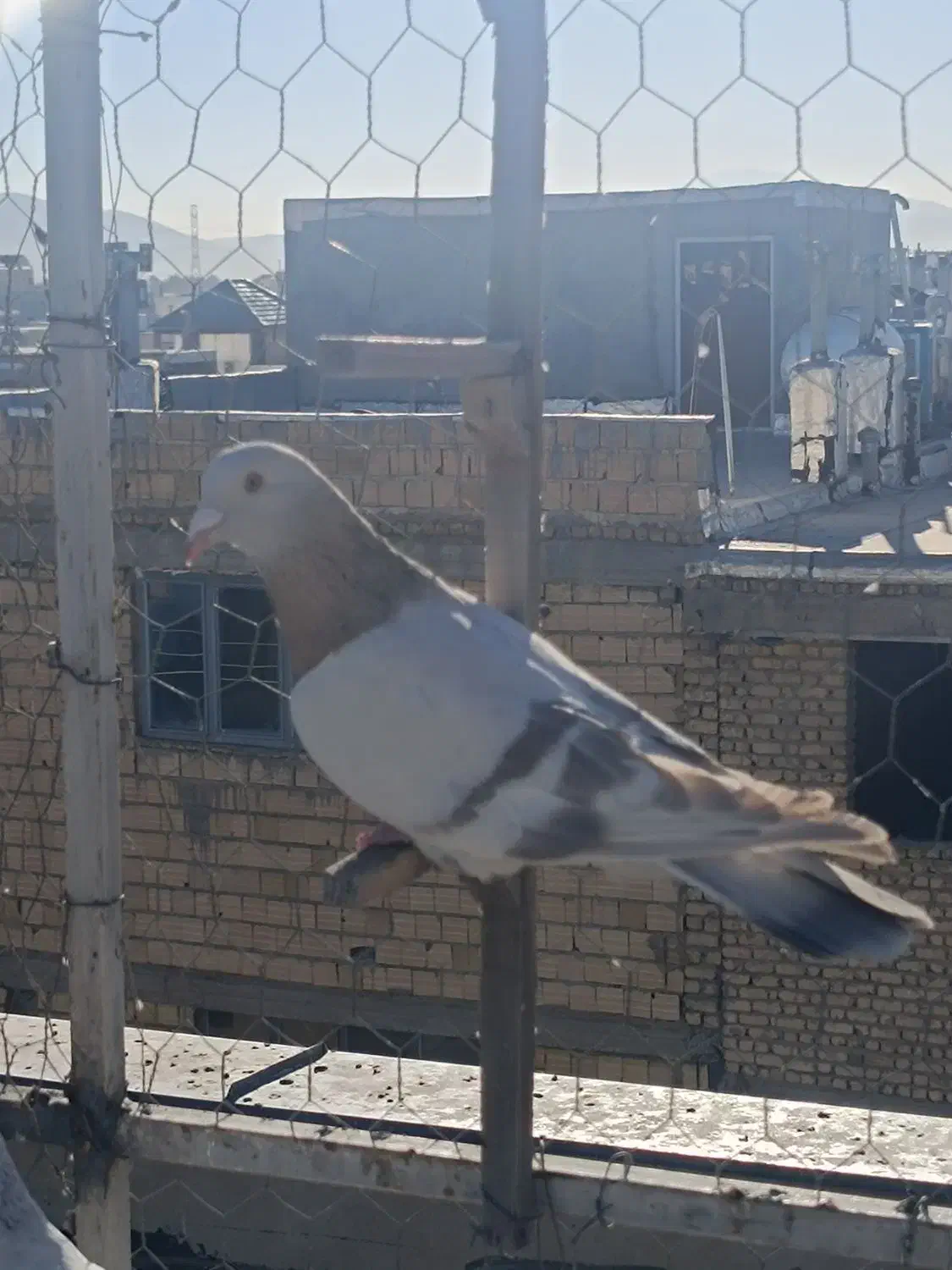 سوسنی ترنج دار|پرنده|شیراز, گویم|دیوار